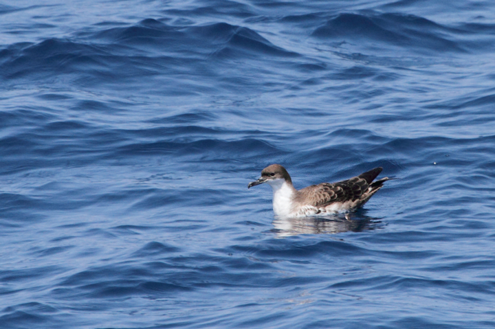 A Great Shearwater takes a break from feeding in Maryland waters (8/15/2010). Photo by Bill Hubick.