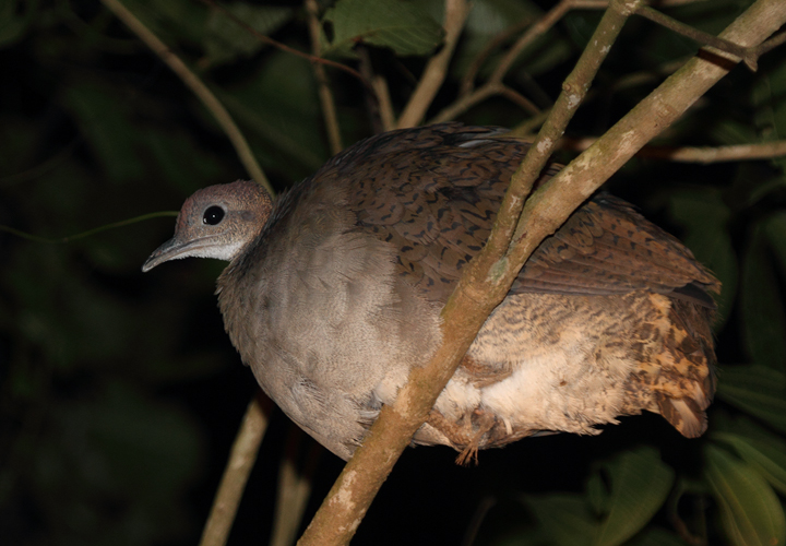 A Great Tinamou roosting in a tree at night. Although its beautiful song is heard regularly in this area, this was a very unexpected opportunity to study this reclusive ground-dwelling bird (Panama, July 2010). Photo by Bill Hubick.