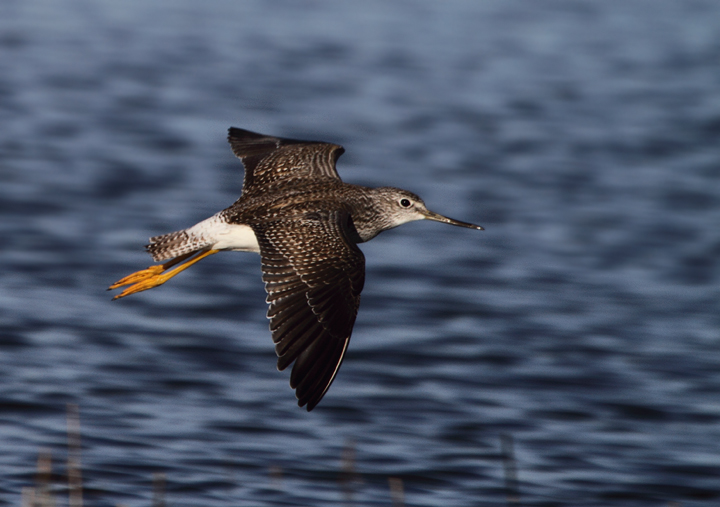 A Greater Yellowlegs in flight in coastal Worcester Co., Maryland (11/14/2010). Photo by Bill Hubick.