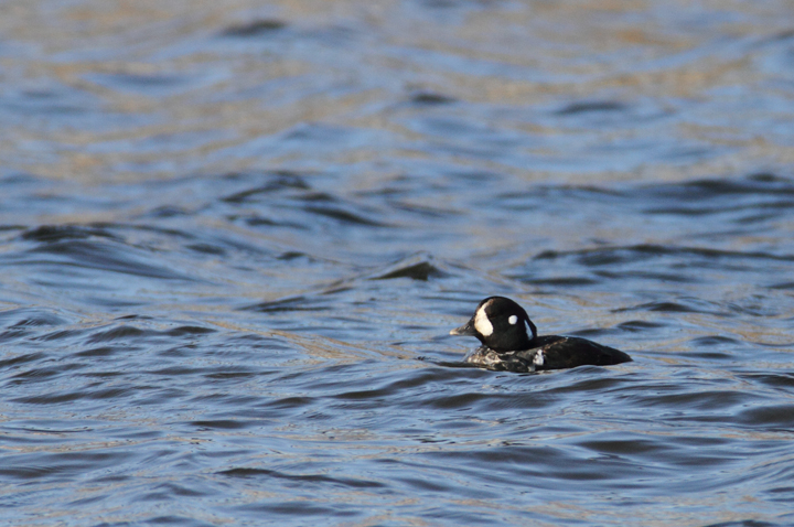 An immature male Harlequin Duck at Fort Armistead Park, visiting both Baltimore and Anne Arundel Counties, Maryland (1/9/2011). A great find by Keith Costley. Photo by Bill Hubick.