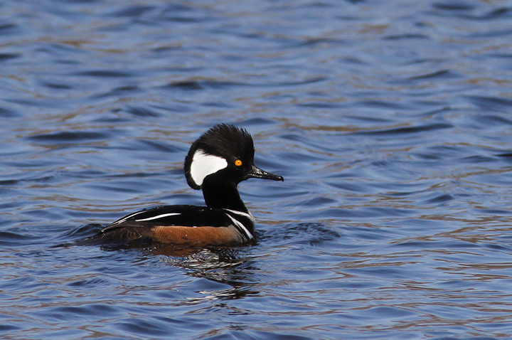 A drake Hooded Merganser in Worcester Co., Maryland (2/21/2010). Photo by Bill Hubick.