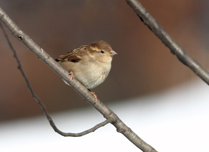 A female House Sparrow joins the feeder visitors (Anne Arundel Co., Maryland (12/20/2009).