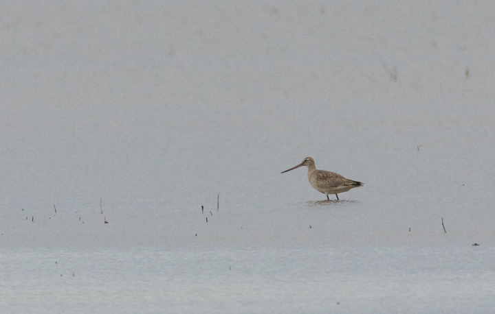 One of two Hudsonian Godwits that spent late October at Blackwater NWR, Maryland (10/24/2009).