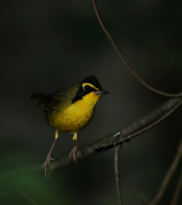 A Kentucky Warbler in Montgomery Co., Maryland (6/12/2010). Photo by Bill Hubick.