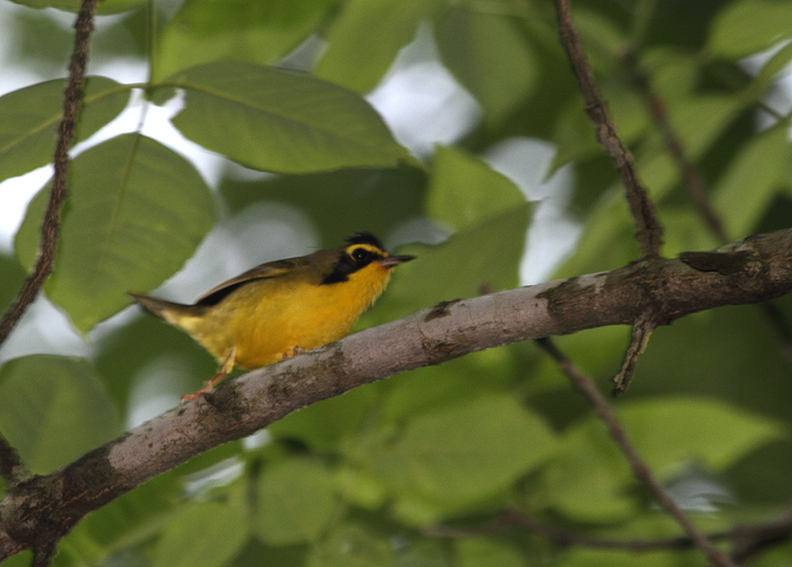 A Kentucky Warbler in Montgomery Co., Maryland (6/12/2010). Photo by Bill Hubick.