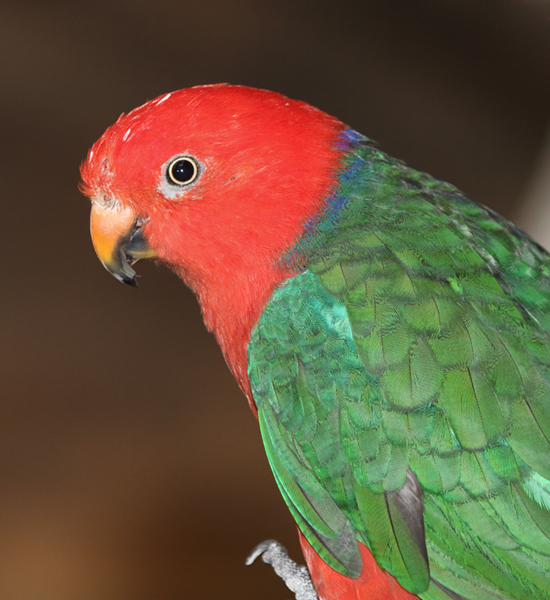King Parrot - Australia exhibit at the National Aquarium (12/31/2009.) Photo by Bill Hubick.