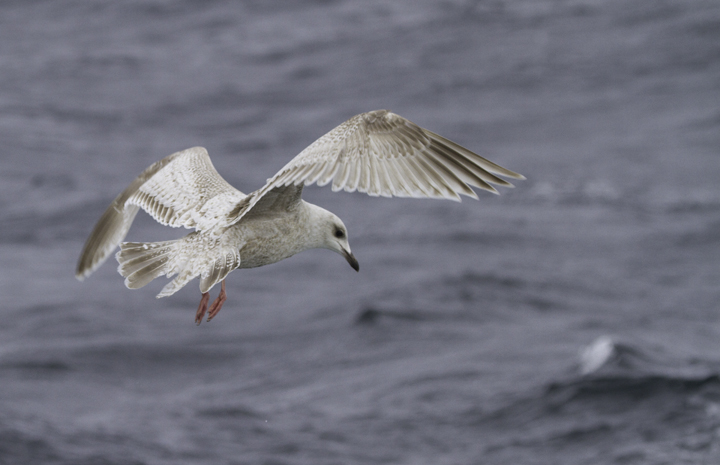 A first-cycle Kumlien's Gull also followed the boat for many miles (Maryland, 2/5/2011). Photo by Bill Hubick.