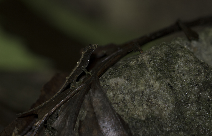 An interesting lizard species in the rainforest leaf litter in Panama (7/13/2010). Photo by Bill Hubick.