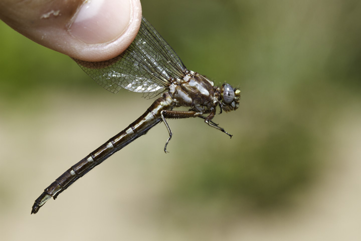 A Lancet Clubtail in Allegany Co., Maryland (6/4/2011). Photo by Bill Hubick.