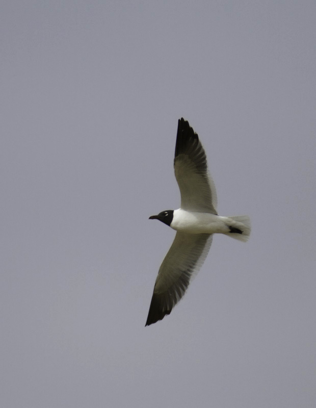 An adult Laughing Gull in flight in Salisbury, Maryland (4/10/2011). Photo by Bill Hubick.