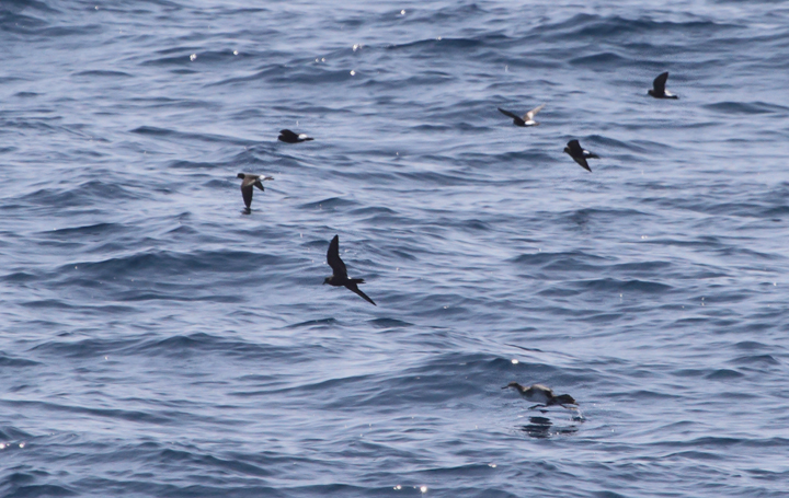 Leach's Storm-Petrel among Wilson's Storm-Petrels and an Audubon's Shearwater - Maryland waters (8/15/2010). Photo by Bill Hubick.