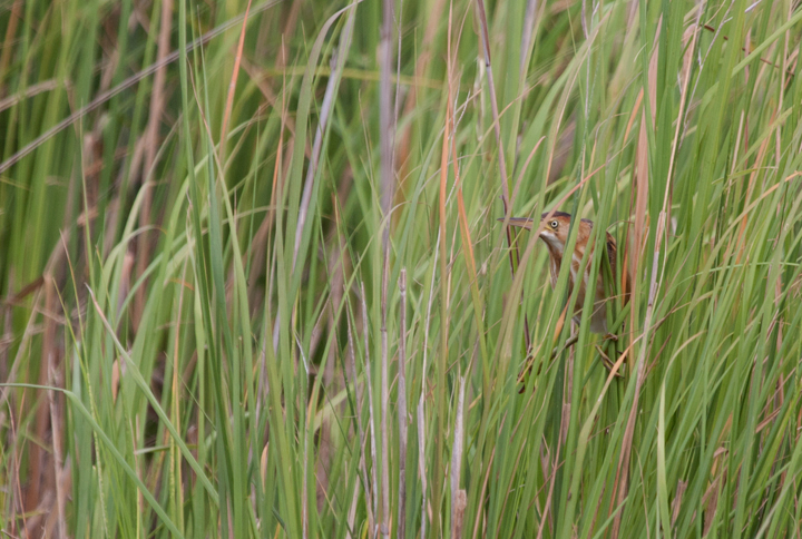 Close-up views of Least Bitterns were a real highlight of kayaking Ellis Bay WMA in Wicomico Co., Maryland this weekend (7/27/2008). Photo by Bill Hubick.