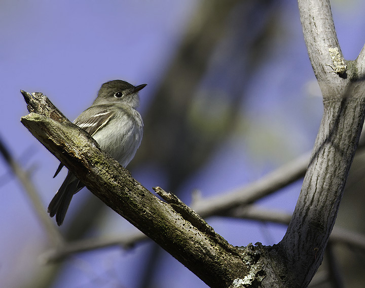 One of three Least Flycatchers already on territory at Piney Reservoir, Garrett Co., Maryland (4/30/2011). Photo by Bill Hubick.