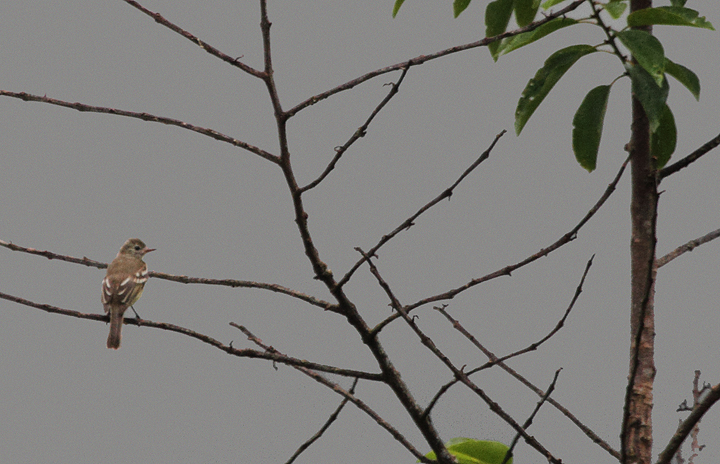 A Lesser Elaenia spotted in the rain near El Valle Panama (7/11/2010). Photo by Bill Hubick.