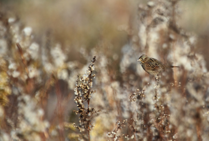A migrant Lincoln's Sparrow forages in the goldenrod at Fort Smallwood, Maryland (10/31/2010). Photo by Bill Hubick.