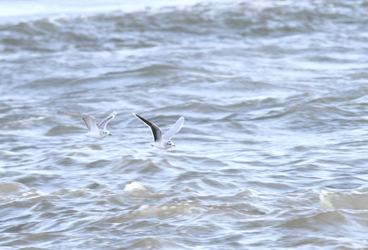 An adult Little Gull with Bonaparte's Gulls at the Ocean City Inlet, Maryland (12/5/2010). In addition to the diagnostic black underwings, note the structural differences, including daintier impression, smaller bill, and very rounded wings. The latter feature provides a different overall flight impression even at a distance. Photo by Bill Hubick.