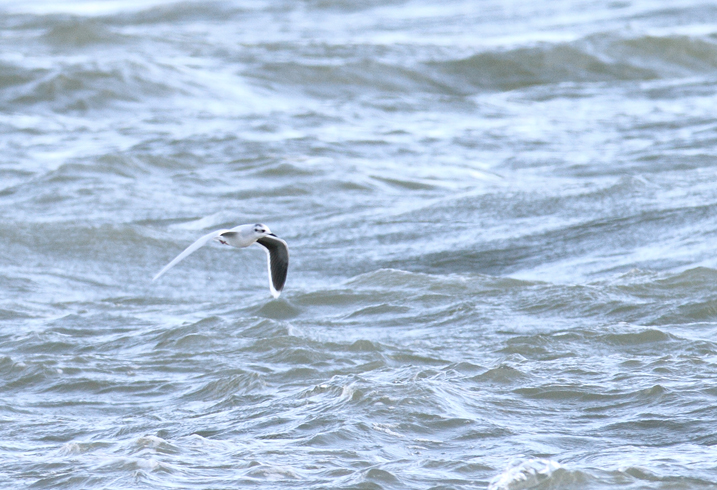 An adult Little Gull with Bonaparte's Gulls at the Ocean City Inlet, Maryland (12/5/2010). In addition to the diagnostic black underwings, note the structural differences, including daintier impression, smaller bill, and very rounded wings. The latter feature provides a different overall flight impression even at a distance. Photo by Bill Hubick.