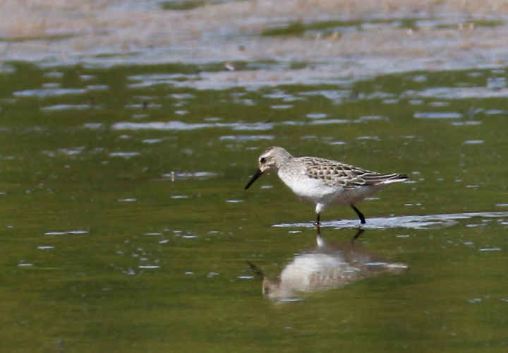 A Semipalmated Sandpiper at the extreme end of bill length. Although unusually long, the bill is decidedly straight, without tapering at the tip. This is an example of a bird easily confused with Western Sandpiper. (Triadelphia Reservoir, 9/19/10) Photo by Bill Hubick.