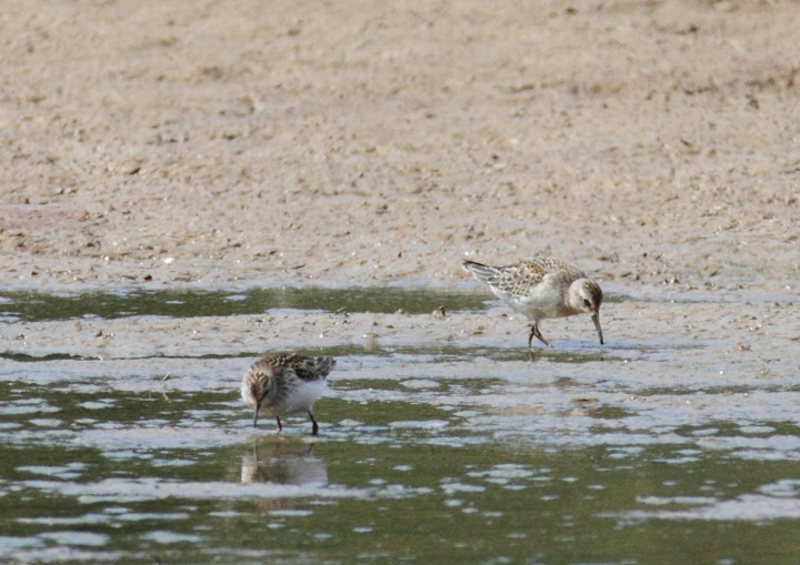 A Semipalmated Sandpiper at the extreme end of bill length. Although unusually long, the bill is decidedly straight, without tapering at the tip. This is an example of a bird easily confused with Western Sandpiper. (Triadelphia Reservoir, 9/19/10) Photo by Bill Hubick.