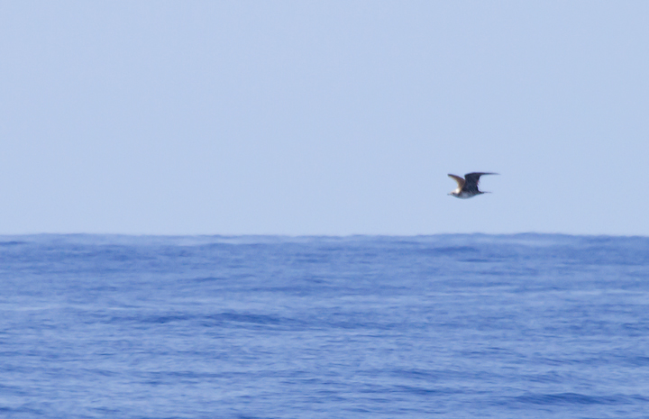 A distant Long-tailed Jaeger off Cape Hatteras, North Carolina (5/27/2011). Photo by Bill Hubick.