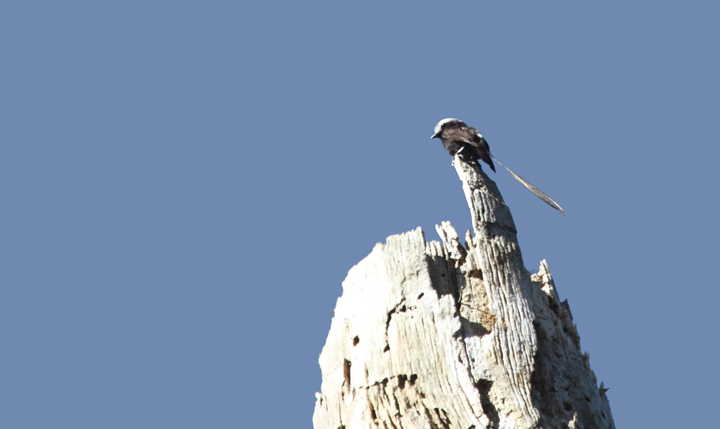 A distant male Long-tailed Tyrant hunts from atop a dead snag in the Nusagandi area (Panama, July 2010). Photo by Bill Hubick.