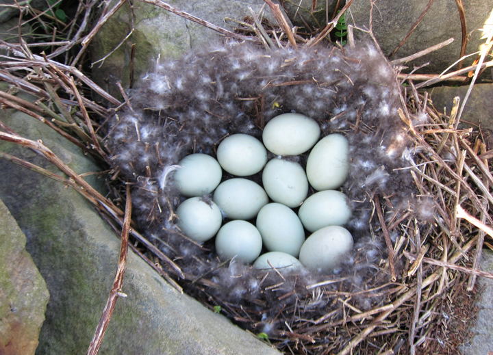 Mallard nest in Garrett Co., Maryland (4/29/2011). Photo by Bill Hubick.
