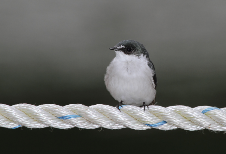 A Mangrove Swallow resting along the Rio Chagres, Panama (July 2010). Photo by Bill Hubick.