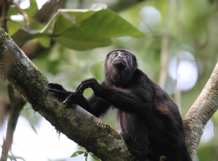 A Mantled Howler Monkey in the canopy, Semaphore Hill Road, Panama (July 2010). Photo by Bill Hubick.