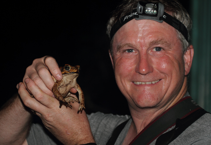 The enormous Marine Toad (aka Cane Toad) was common around Gamboa, Panama (August 2010). My friend Tom Feild poses for scale in one of our nightly walks. Photo by Bill Hubick.