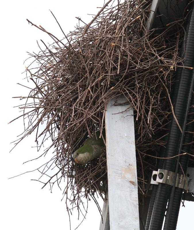 Three Monk Parakeets building a nest in Laurel, Prince George's Co., Maryland (11/3/2010). Photo by Bill Hubick.