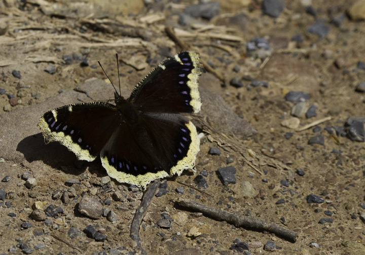 A Mourning Cloak in Green Ridge SF, Maryland (4/30/2011). Photo by Bill Hubick.
