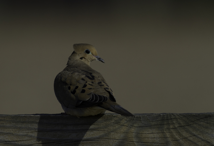 A Mourning Dove poses in soft morning light in Queen Anne's Co., Maryland (2/20/2011). Photo by Bill Hubick.