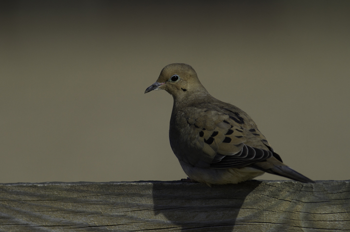 A Mourning Dove poses in soft morning light in Queen Anne's Co., Maryland (2/20/2011). Photo by Bill Hubick.