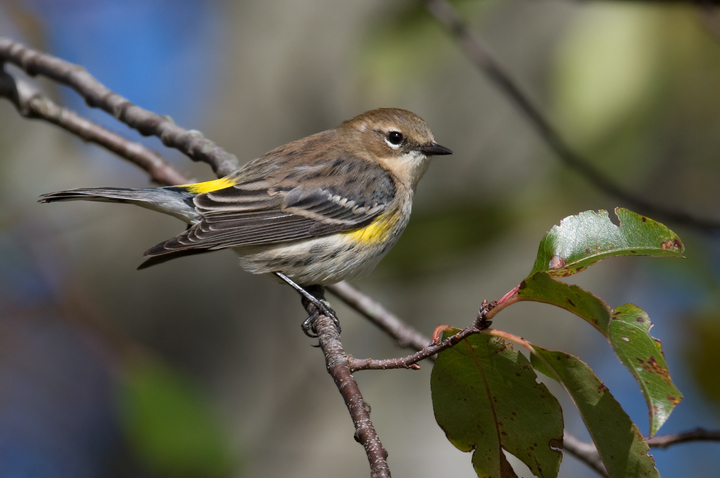 They have returned. A Myrtle Warbler in Somerset Co., Maryland (10/25/2009).