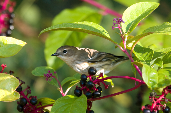 A migrant Myrtle Warbler in the pokeweed at Blairs Valley, Washington Co., Maryland (10/3/2009).