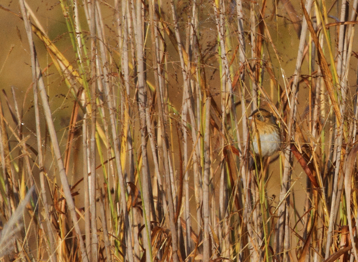 A Nelson's Sparrow offers a typical view in Howard Co., Maryland (10/18/2010). Photo by Bill Hubick.