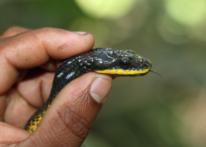 A Neotropical Bird-eating Snake was another highlight in the Nusagandi area (Panama, July 2010). Photo by Bill Hubick.