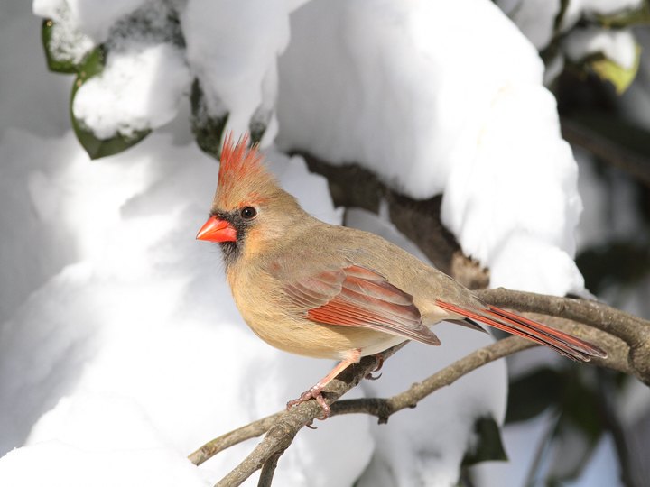 A female Northern Cardinal in our yard in Pasadena, Maryland (2/7/2010). Photo by Bill Hubick.