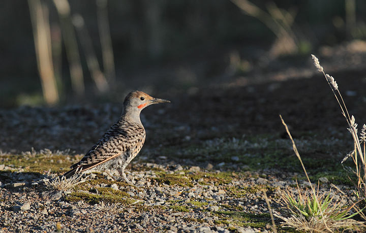 A "Red-shafted" Northern Flicker foraging at sunrise at Cannon Beach, Oregon (9/3/2010). Photo by Bill Hubick.