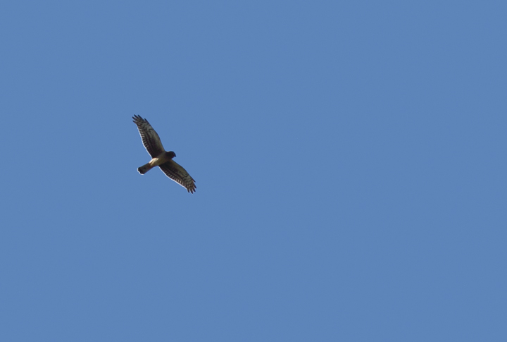 A juvenile Northern Harrier migrating over Point Lookout SP, Maryland (10/2/2010). Photo by Bill Hubick.