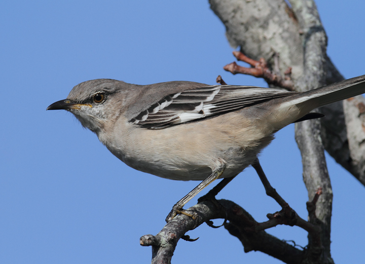 You never find more mockingbirds than when looking for kingbirds or shrikes (Assateague, 10/26/2010). Photo by Bill Hubick.