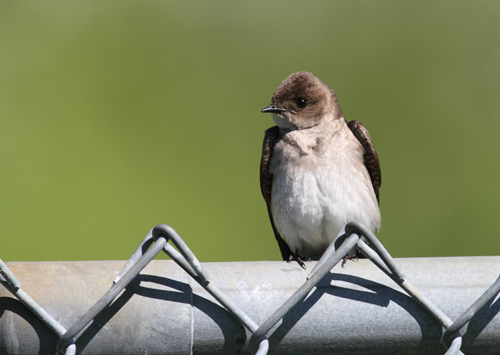 A Northern Rough-winged Swallow in Washington Co., Maryland (5/5/2010). Photo by Bill Hubick.