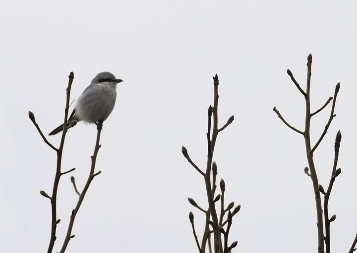The continuing Northern Shrike that has successfully wintered on Assateague Island, Maryland (2/27/2011). Photo by Bill Hubick.