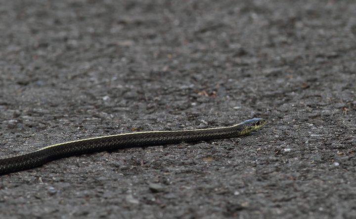 A Northwestern Garter Snake (<em>Thamnophis ordinoides</em>) near Portland, Oregon (9/2/2010). Photo by Bill Hubick.