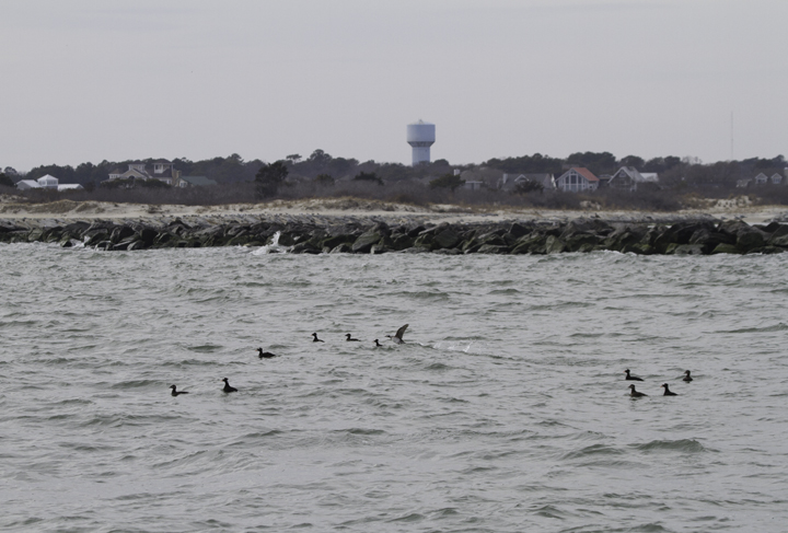 Ocean City as seen from the eiders hiding south of the south jetty. When the Morning Star took us to the south side of the jetty to have a look, we found... [drumroll]... some scoters. Photo by Bill Hubick.