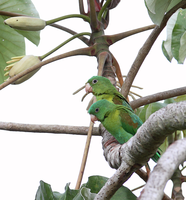 Orange-chinned Parakeets enjoying the good life in Gamboa, Panama (July 2010). Photo by Bill Hubick.