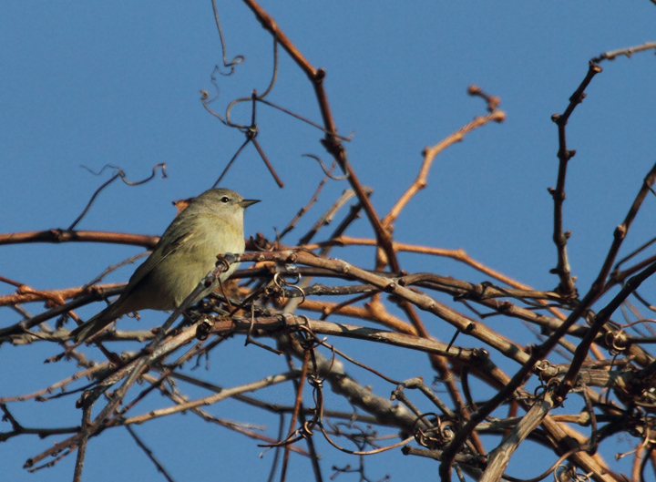 An Orange-crowned Warbler at Point Lookout, Maryland (11/20/2010). Photo by Bill Hubick.