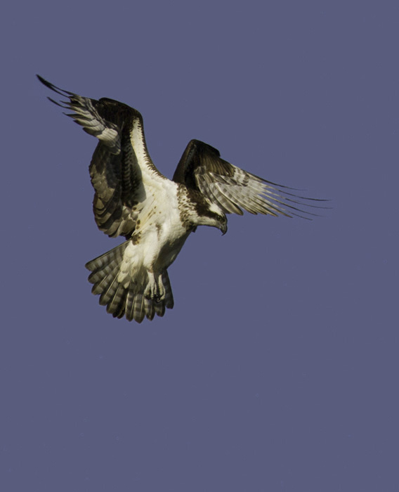 An Osprey hovers before a plunge in Garrett Co., Maryland (4/30/2011). Photo by Bill Hubick.