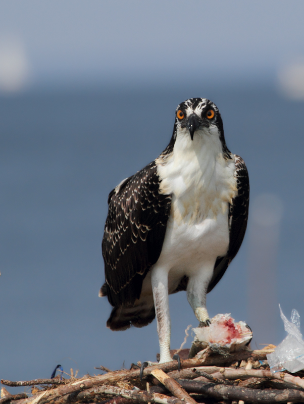 A juvenile Osprey off Point Lookout, Maryland (8/7/2010). Photo by Bill Hubick.
