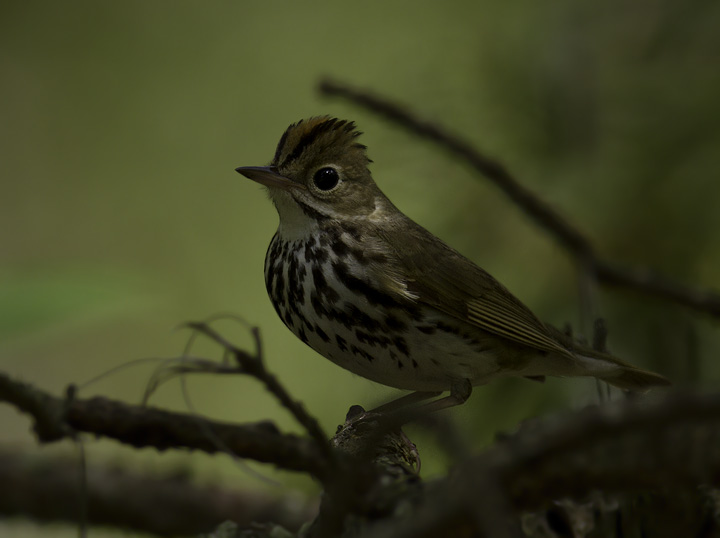 An Ovenbird's attempt to terrify me has the opposite effect - Somerset Co., Maryland (5/11/2011). Photo by Bill Hubick.